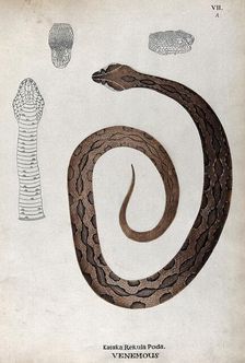 A poisonous snake, brown in colour with darker oblong patches: includes three outline..., 1795. Creator: Unknown