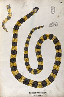 A poisonous snake, yellow in colour, with broad grey cross-banded markings: includes a ..., 1795. Creator: Patrick Russell
