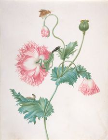 A Poppy in Three Stages of Flowering, with a Caterpillar, Pupa and Butterfly, late 17th-early 18th c Creator: Johanna Helena Graff
