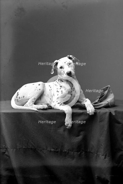 A posing Dalmatian, Landskrona, Sweden, 1910. Creator: Unknown.