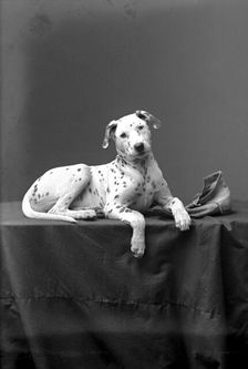 A posing Dalmatian, Landskrona, Sweden, 1910