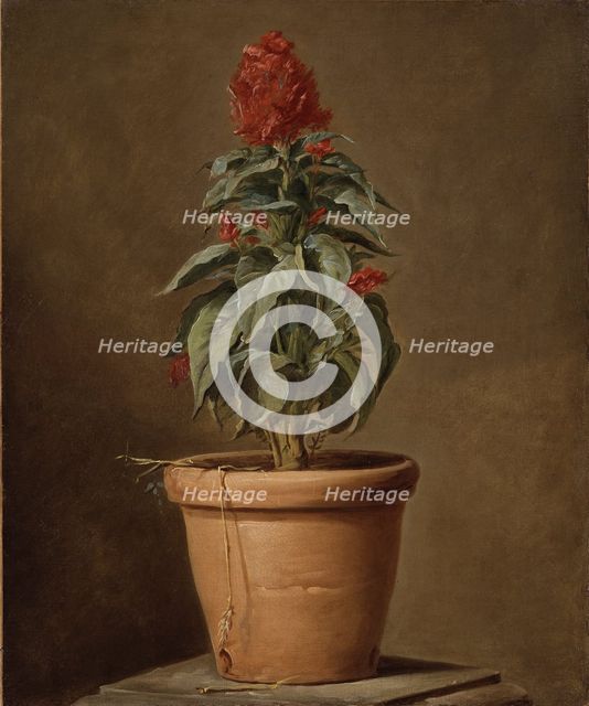 A Potted Plant, mid-late 18th century. Creator: Henri Horace Roland de la Porte.