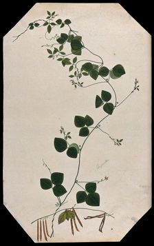 A plant (Trigonella species): flowering and fruiting stems with seed. Creator: Unknown