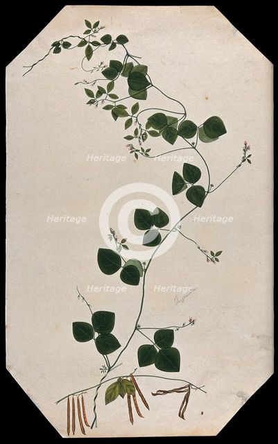 A plant (Trigonella species): flowering and fruiting stems with seed. Creator: Unknown.