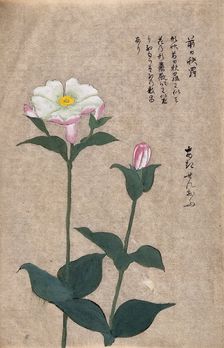 A plant in the Caryophyllaceae family: two flowering stems. Creator: Unknown
