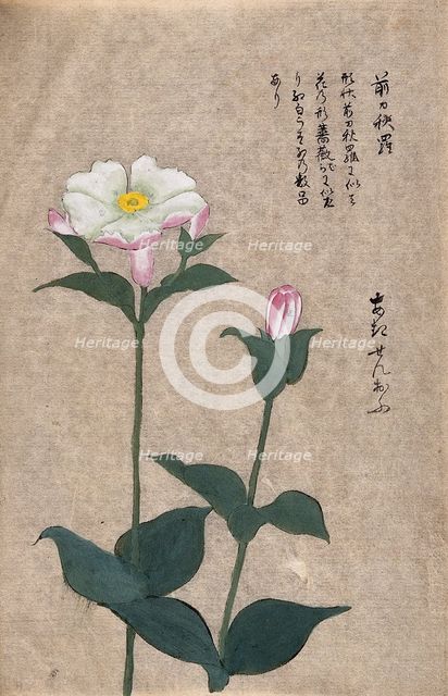 A plant in the Caryophyllaceae family: two flowering stems. Creator: Unknown.