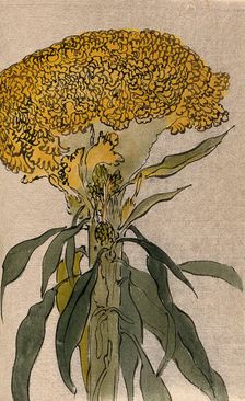 A plant of the Polygonaceae family: flowering stem. Creator: Unknown
