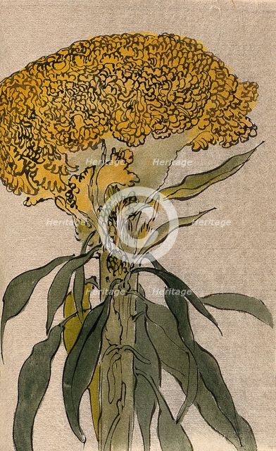 A plant of the Polygonaceae family: flowering stem. Creator: Unknown.