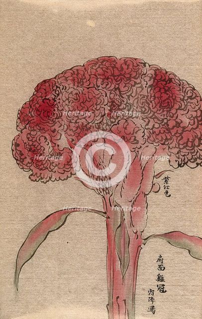A plant of the Polygonaceae family, possibly a Rumex: flowering stem. Creator: Unknown.