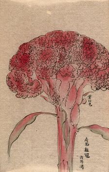 A plant of the Polygonaceae family, possibly a Rumex: flowering stem. Creator: Unknown