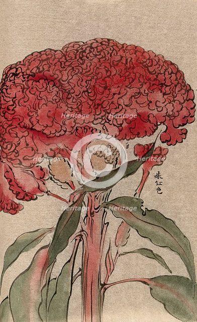 A plant of the Polygonaceae family, possibly a Rumex: flowering stem. Creator: Unknown.