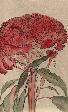 A plant of the Polygonaceae family, possibly a Rumex: flowering stem. Creator: Unknown