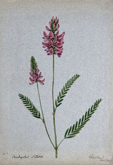 A plant (Onobrychis sativa) related to holy clover): flowering stem, 1902. Creator: Unknown