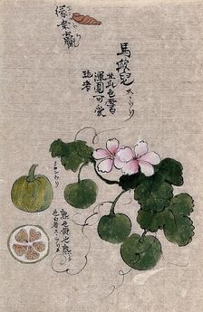 A plant, possibly a melon (Cucumis melo): flowering and fruiting stem with segments of the fruit. Creator: Unknown