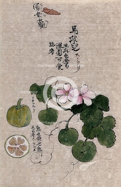 A plant, possibly a melon (Cucumis melo): flowering and fruiting stem with segments of the fruit. Creator: Unknown.