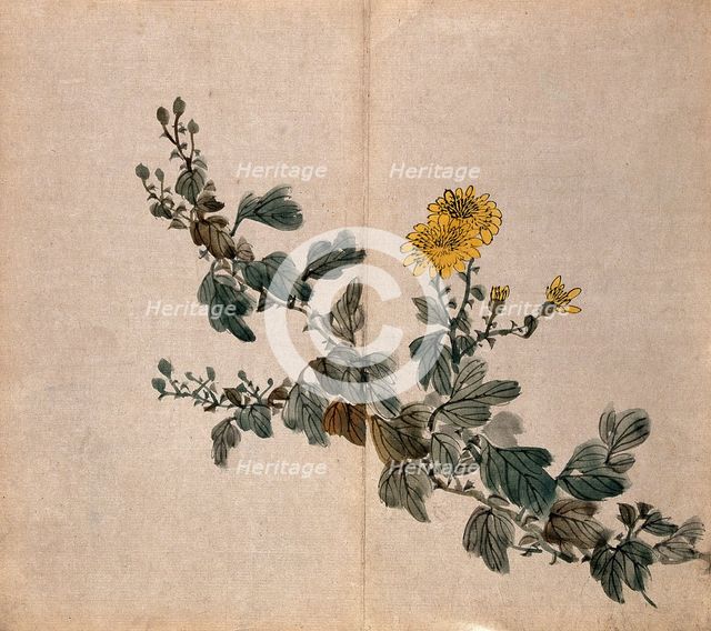 A plant, possibly a chrysanthemum: flowering stem. Creator: Unknown.