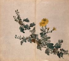 A plant, possibly a chrysanthemum: flowering stem. Creator: Unknown