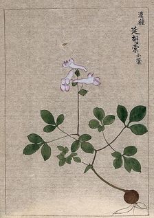 A plant, possibly a Corydalis species: entire flowering plant. Creator: Unknown