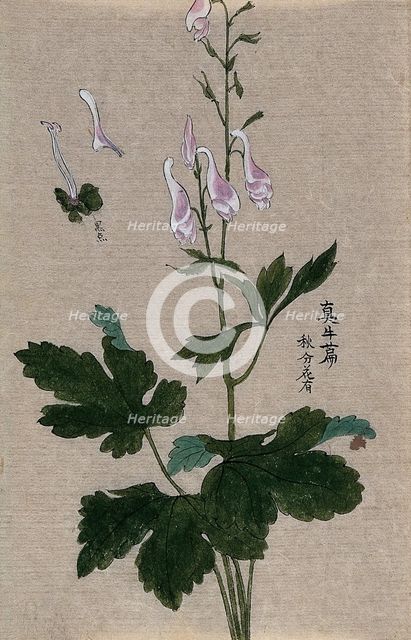 A plant, possibly a Corydalis species: flowering and fruiting stem with floral segments. Creator: Unknown.