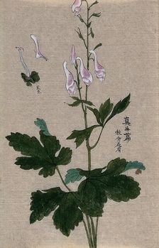 A plant, possibly a Corydalis species: flowering and fruiting stem with floral segments. Creator: Unknown