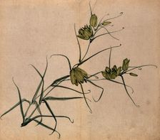 A plant, possibly a fritillary (Fritillaria species): flowering stem. Creator: Unknown