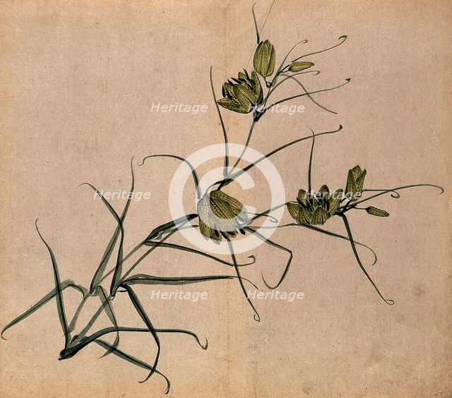 A plant, possibly a fritillary (Fritillaria species): flowering stem. Creator: Unknown.