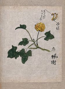 A plant, possibly a knotweed (Polygonum species): flowering stem and leaves. Creator: Unknown