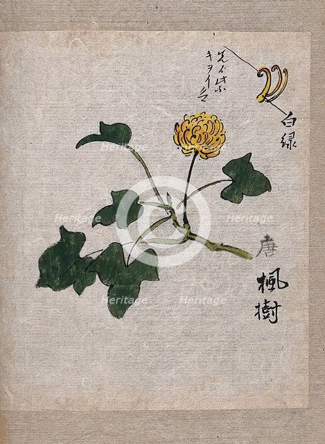 A plant, possibly a knotweed (Polygonum species): flowering stem and leaves. Creator: Unknown.