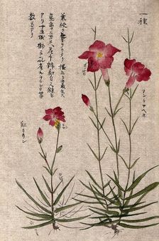 A plant, possibly a pink (Dianthus species): two flowering stems. Creator: Unknown