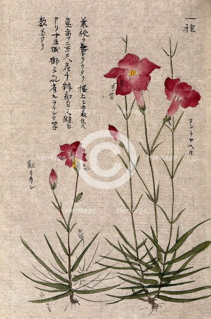 A plant, possibly a pink (Dianthus species): two flowering stems. Creator: Unknown.