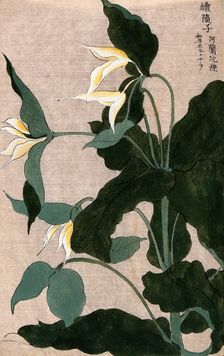 A plant, possibly a Trillium species: flowering stem with large white flowers. Creator: Unknown