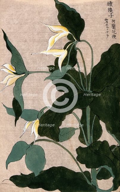 A plant, possibly a Trillium species: flowering stem with large white flowers. Creator: Unknown.