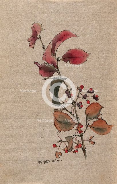A plant, possibly an Euonymus species: fruiting branch. Creator: Unknown.