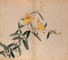 A plant, possibly an Hypericum species: flowering stem. Creator: Unknown