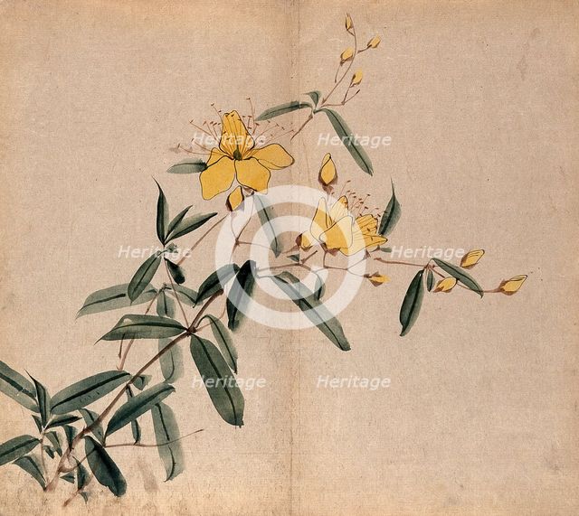 A plant, possibly an Hypericum species: flowering stem. Creator: Unknown.