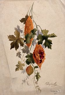 A plant, possibly balsam apple (Momordica balsamina): fruiting stem, c1880s. Creator: Depaoli