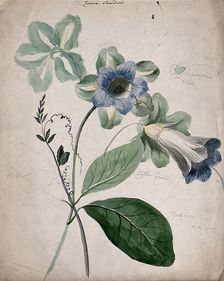 A plant, possibly Cobaea scandens: flowering stems with labels describing colour of various parts. Creator: Unknown
