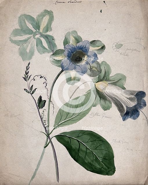 A plant, possibly Cobaea scandens: flowering stems with labels describing colour of various parts. Creator: Unknown.