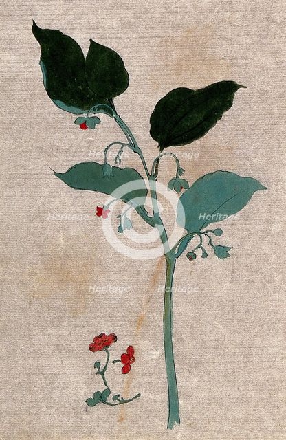 A plant, possibly of the Boraginaceae family: flowering stem with separate flowers. Creator: Unknown.