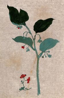 A plant, possibly of the Boraginaceae family: flowering stem with separate flowers. Creator: Unknown