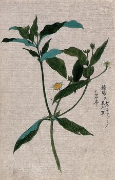 A plant, possibly of the Ranunculaceae family: flowering and fruiting stem. Creator: Unknown