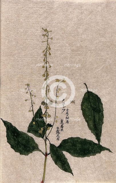 A plant, possibly of the Rubiaceae family: flowering and fruiting stem with separate leaf. Creator: Unknown.