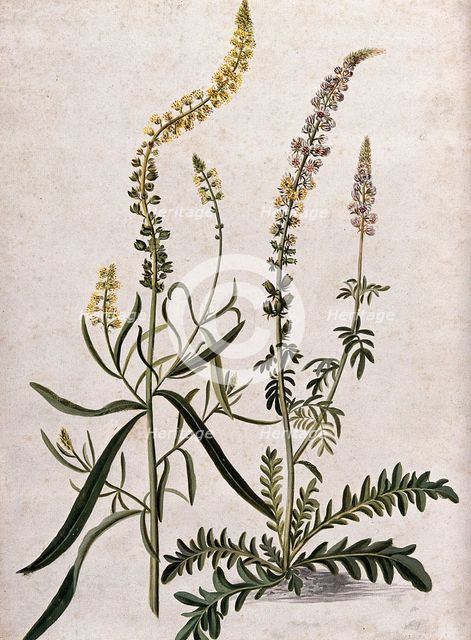 A plant (Reseda sp) related to Dyer's rocket: flowering plant with separate flowering stem, (17--). Creator: Unknown.