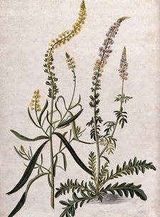 A plant (Reseda sp) related to Dyer's rocket: flowering plant with separate flowering stem, (17--). Creator: Unknown