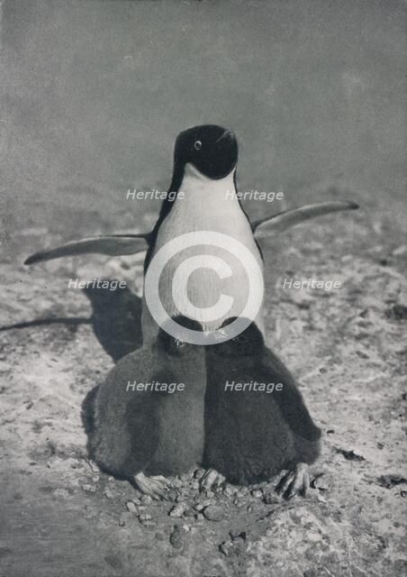 'A Proud Mother', c1911, (1913). Artist: Herbert Ponting.