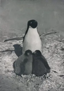 A Proud Mother c1911, (1913). Artist: Herbert Ponting