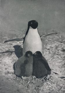 A Proud Mother c1911, (1913). Artist: Herbert Ponting