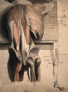 A prone écorché figure, seen from behind, resting on a table, with the bones and muscles..., 1815. Creator: Charles Landseer