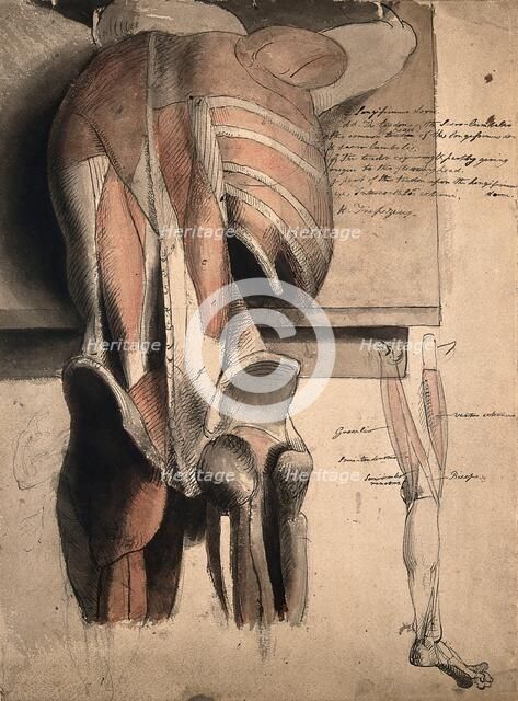 A prone écorché figure, seen from behind, resting on a table, with the bones and muscles..., 1815. Creator: Charles Landseer.