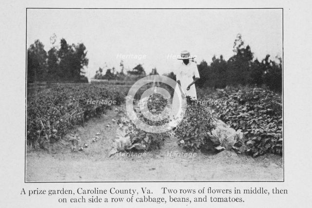 A prize garden, Caroline County, Va., 1915. Creator: Unknown.